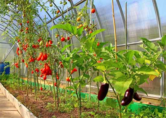Как выращивать овощи в теплице из поликарбоната