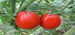 Как ухаживать за тепличными томатами?